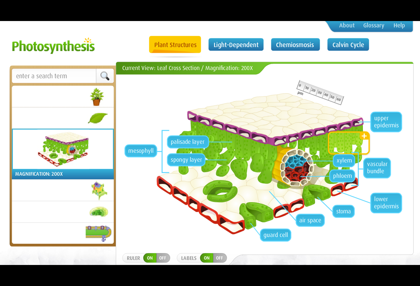 Strass Learning Design Photosynthesis strass-learning-design-photosynthesis